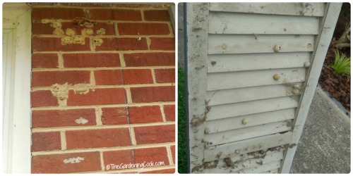 hornet's nests