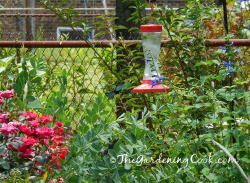 Hummingbird feeder