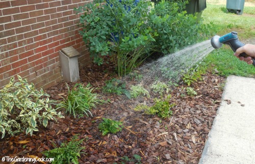 New side garden bed