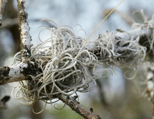 air plants on a tree limb