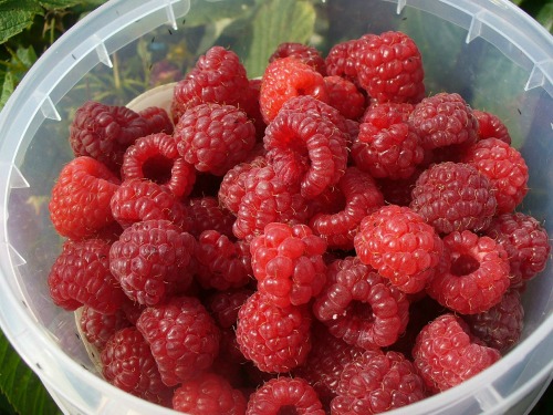 Fresh Raspberries