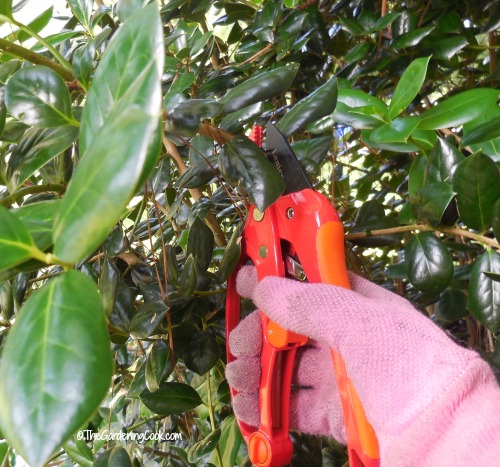 Use ratcheting pruners for thick holly bush branches