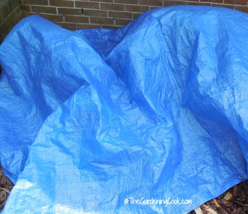 Blue tarp over plants.