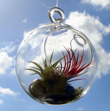 Display air plants in a terrarium