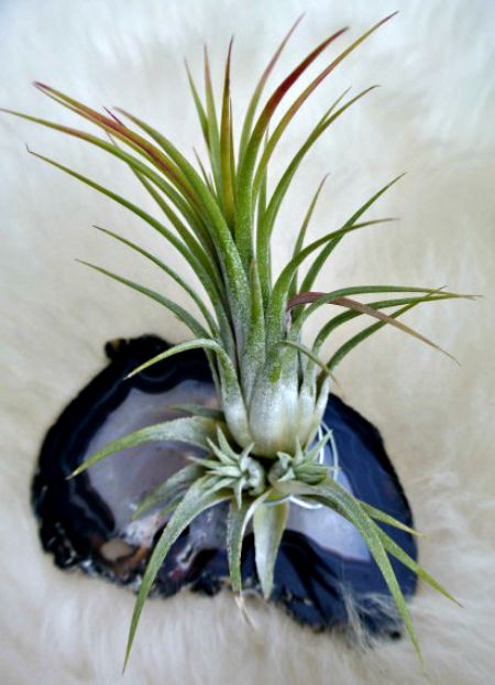 Place air plants on granite for artistic displays