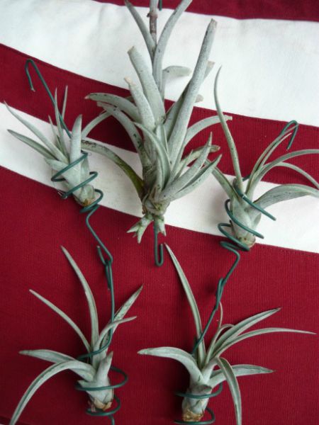 Place air plants in curled wires for a pretty display