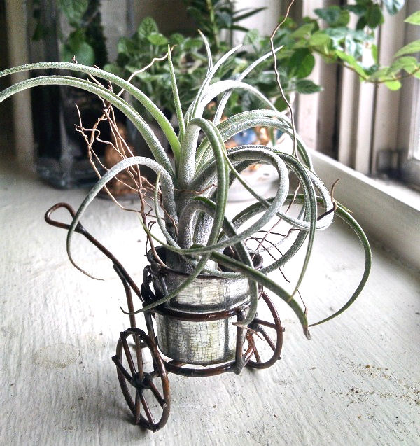 Large air plant
