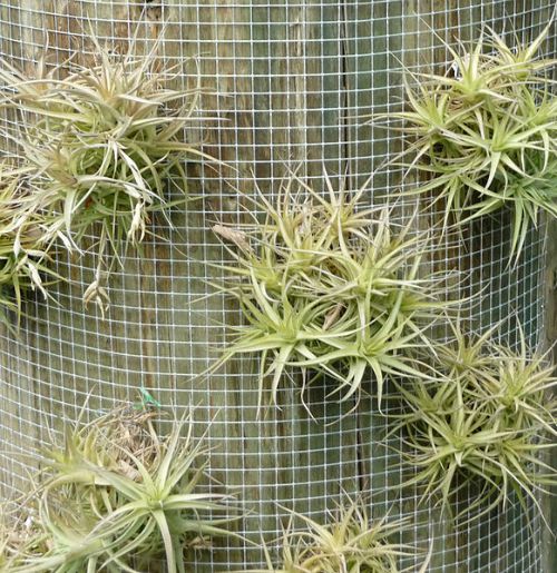 Air plant on wire