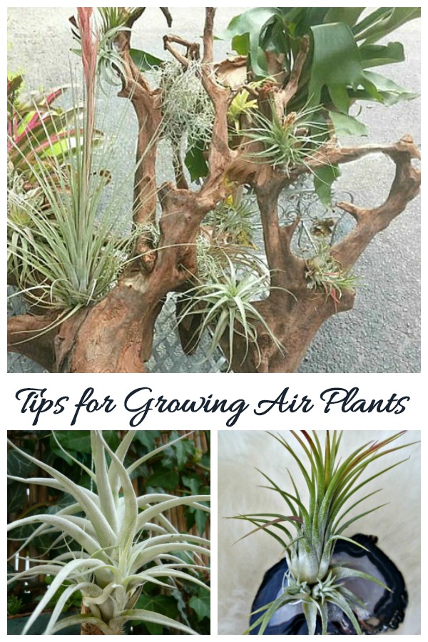 Tips for growing air plants and how to display them creatively 