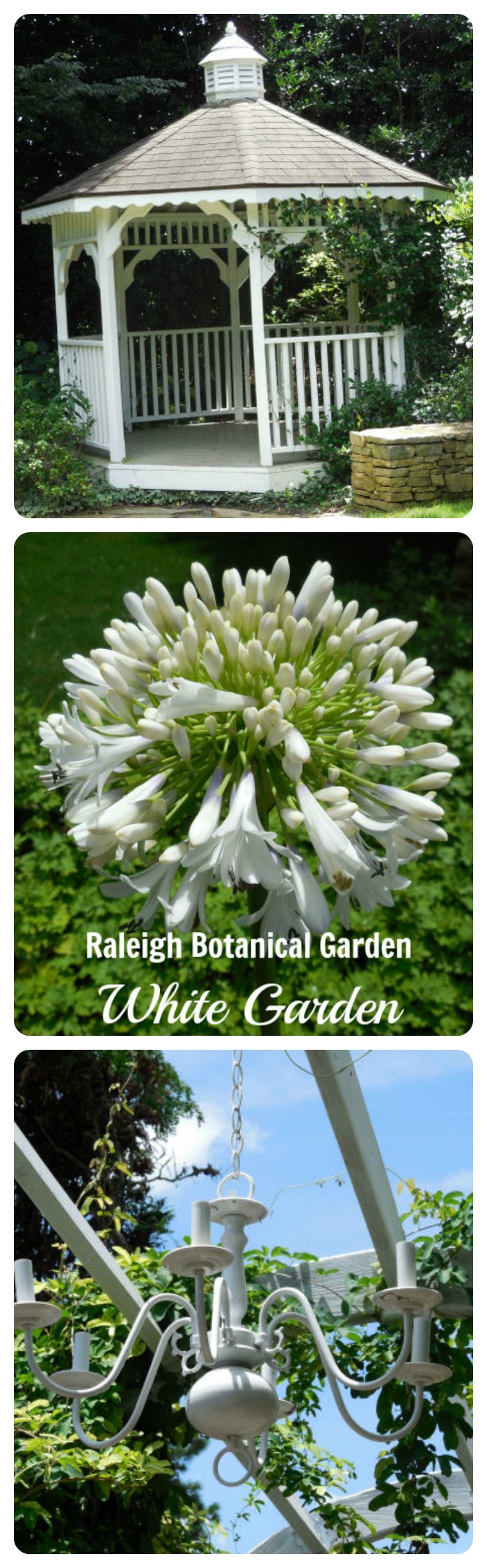 The JC Raulston Arboretum in Raleigh is a wonderful place to spend a day. They have an area of the garden called the "White Gardens" See my tour on thegardeningcook.com