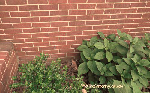 Brick wall After cleaning