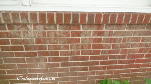 The brick wall was covered in light mold and scum.