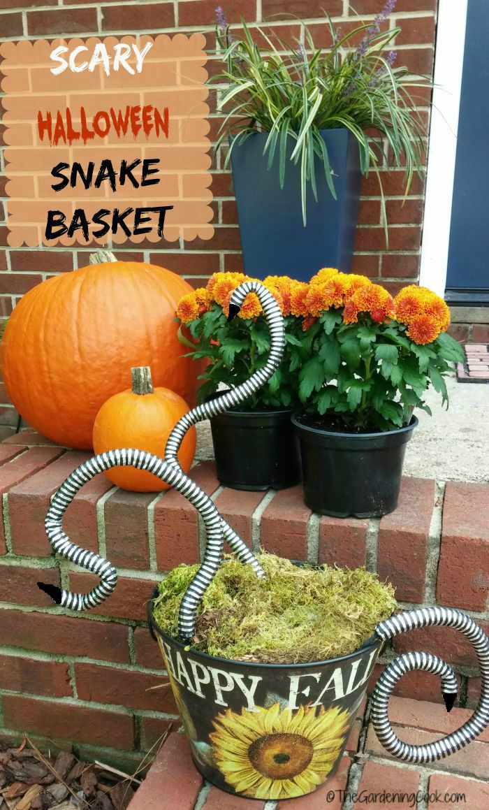 scary snake basket
