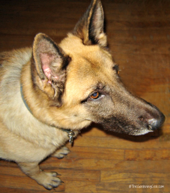 Rusty our German Shepherd