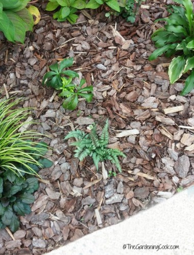 Add much to add in weeding and watering tasks