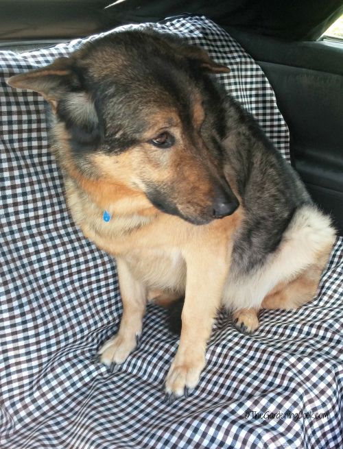 Back seat with protector
