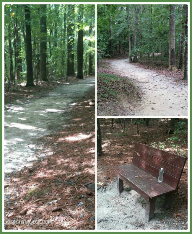 Lake Benson woodland trail