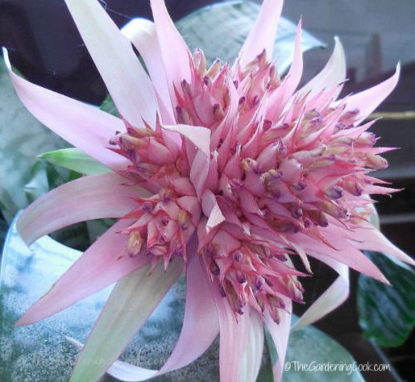 Bromeliad