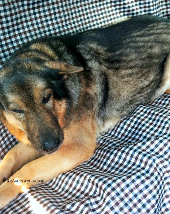 Riding in a car is fun for dogs.