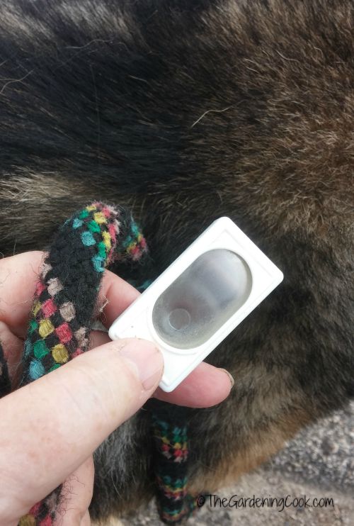 leash and clicker