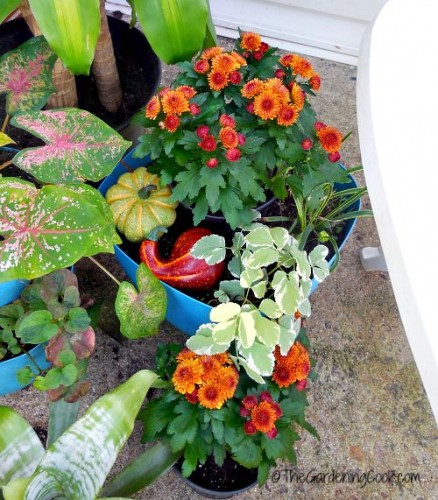 mums and ghourds