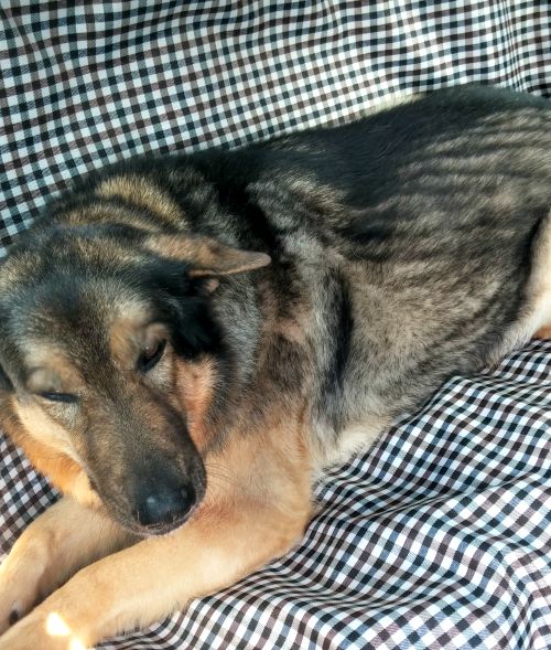 Comfy dog