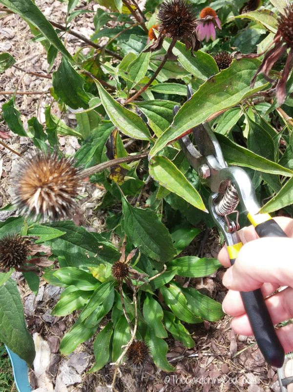 Dead heading keeps the size of perennials in check