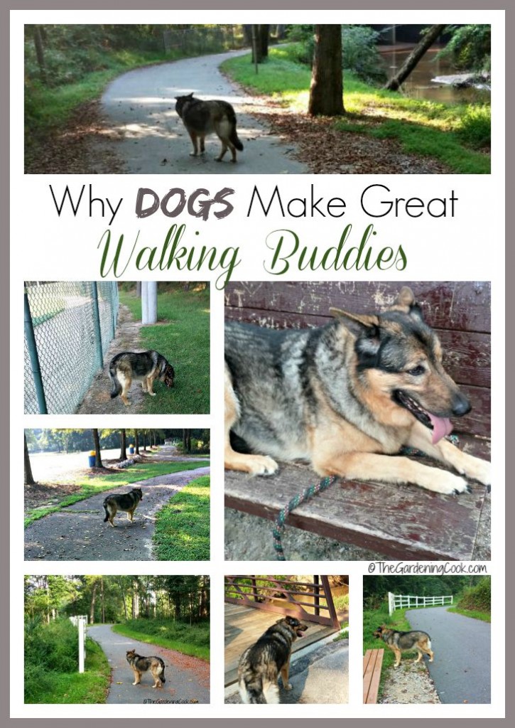 Need some exercise motivation? Try walking your Dog. Dogs make the best exercise buddies. Find out why in my lighthearted look at my best walking friend.