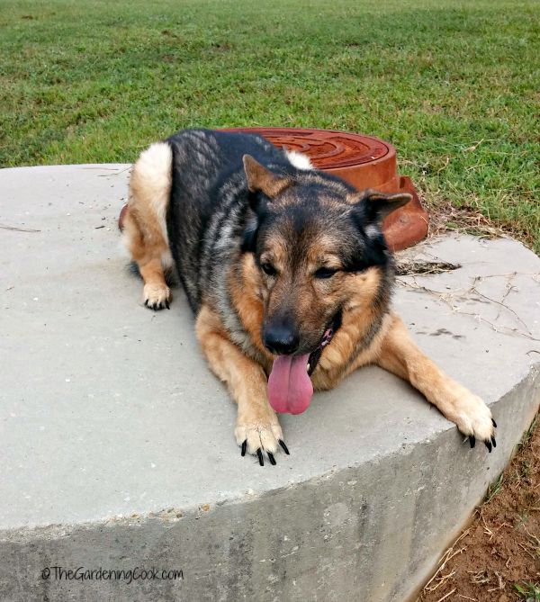 Need Exercise Motivation?  Try Walking Your Dog