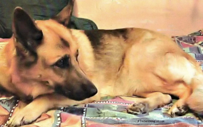 Frannie our German Shepherd