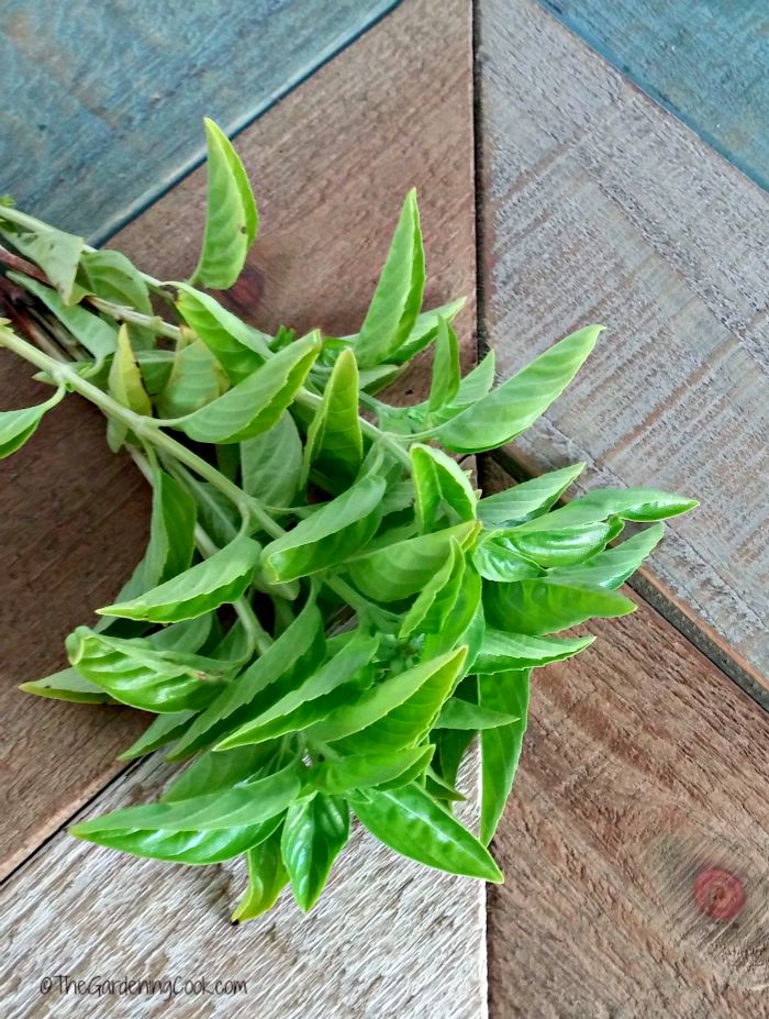 The last of my fresh basil