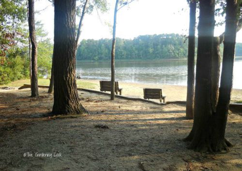 Lake benson