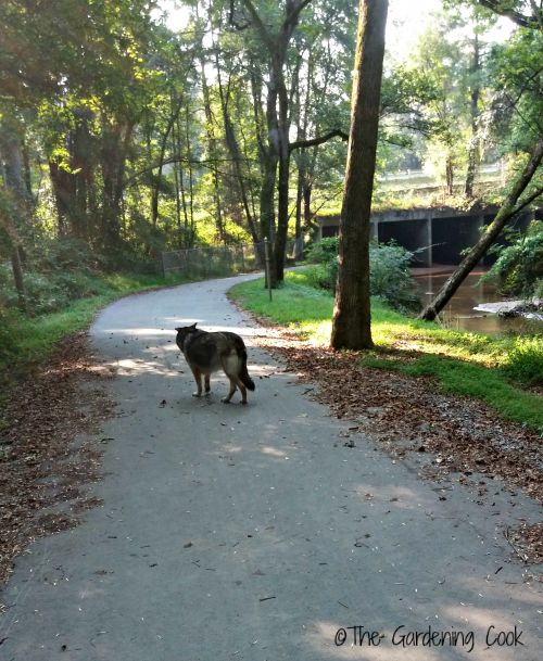 Ashleiigh walking