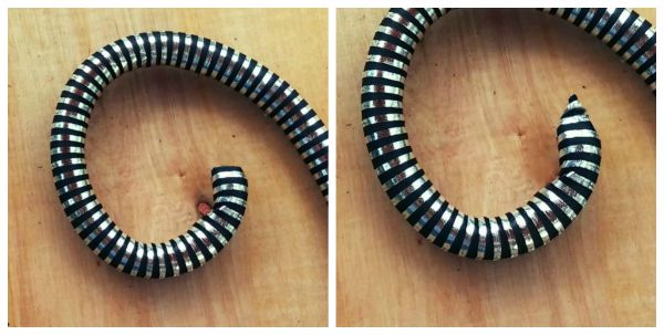 Ends of snake