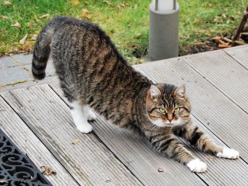 Stretching before you walk loosens the muscles