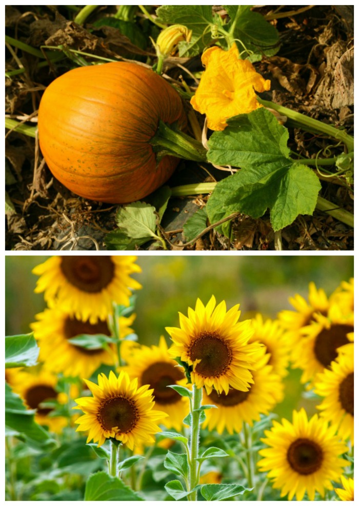 Sunflowers and pumpkin in a field.