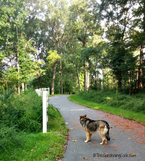 walnut creek trail