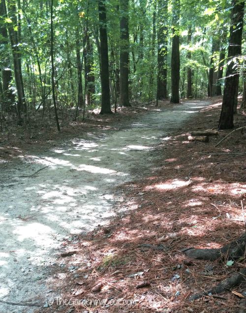 Lake Benson walking trail