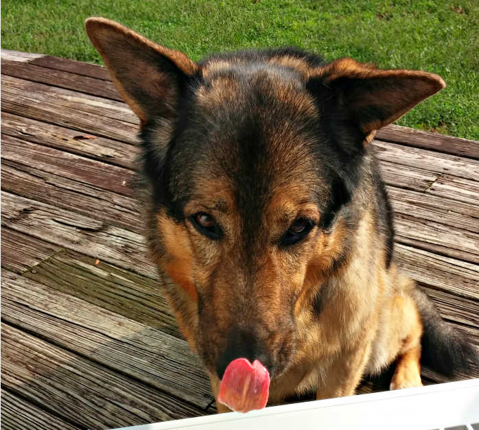 German Shepherd dog on a wooden deck licking her tongue.