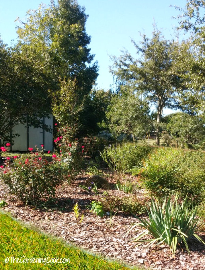 Garden outside my back deck