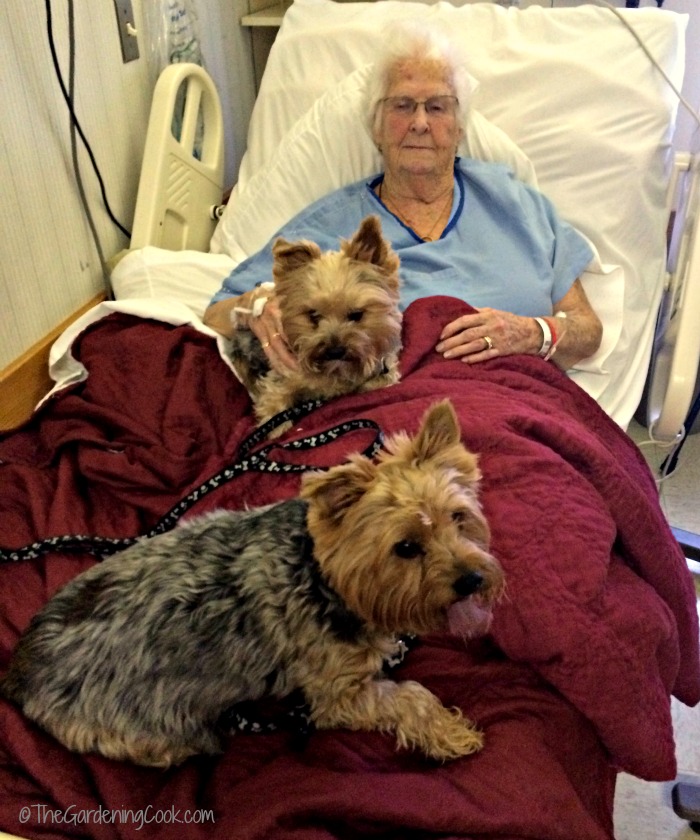 Jake and Charlie with my mother in one of her last hospital visits.