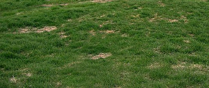 Lawn care tips #11 Seed those bare spots