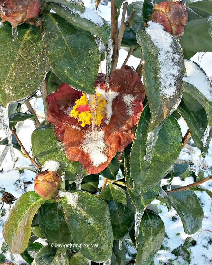 close up of iced Camellia leaves and flower