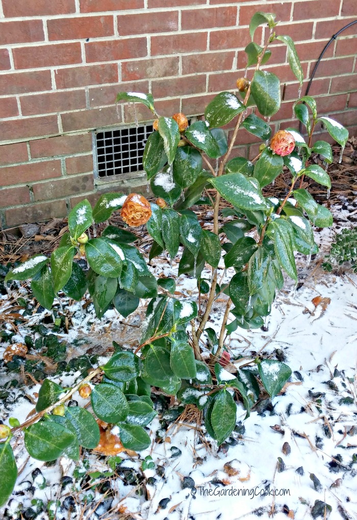Pink Camellia in the winter in N.C.
