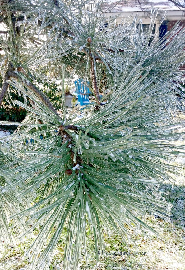 I can see a hint of spring peeking through the iced pine tree!