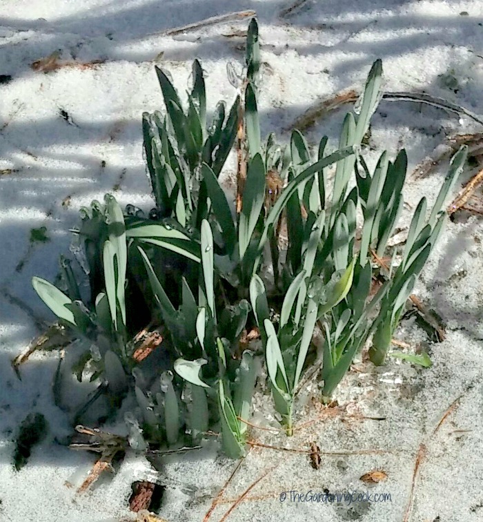 Crocuses in the snow in N.C.