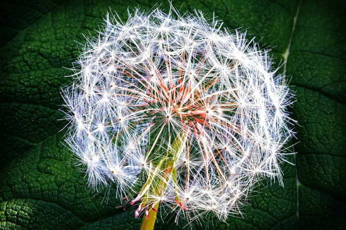 Lawn care tips #4 - Use weed preventers before weed seeds have germinated