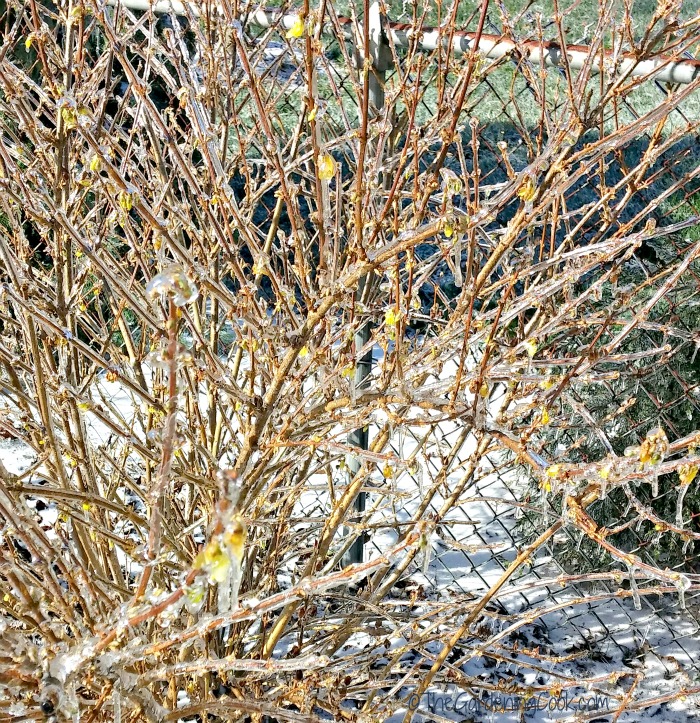 close up of iced over forsythia perennial