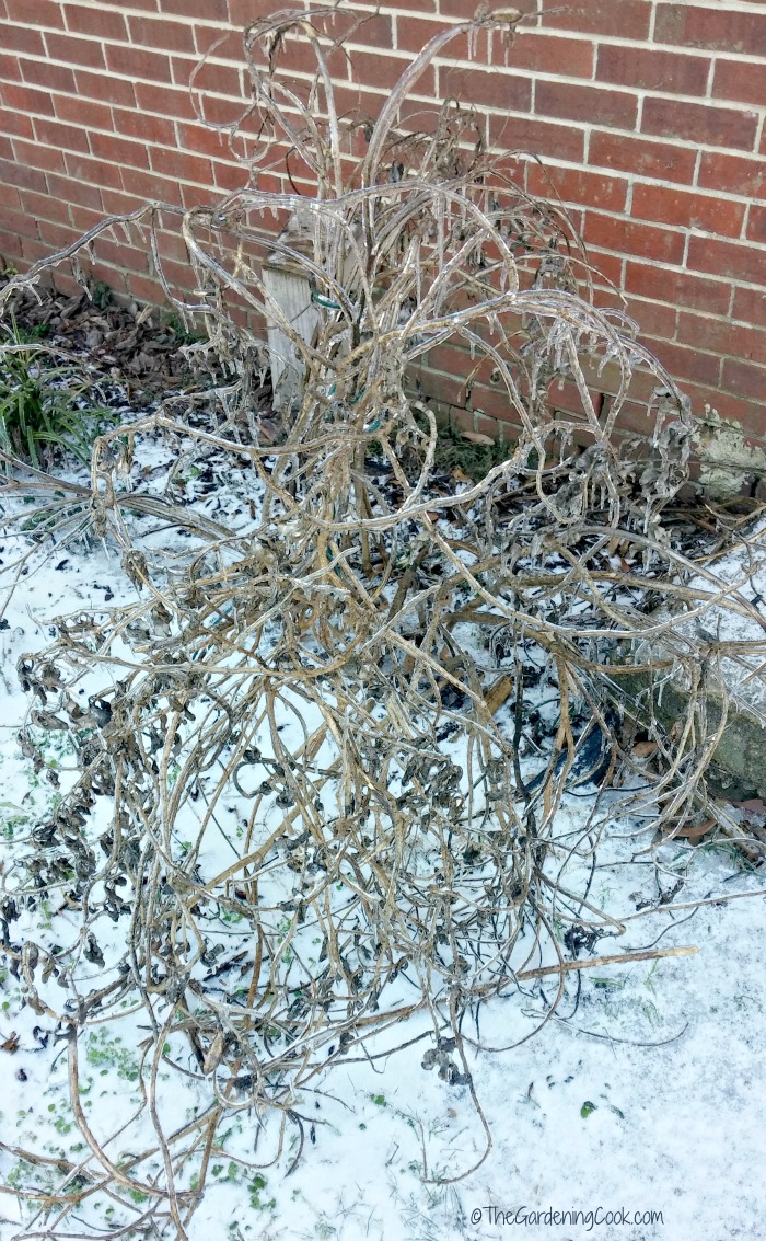 Frozen Baptista Australis