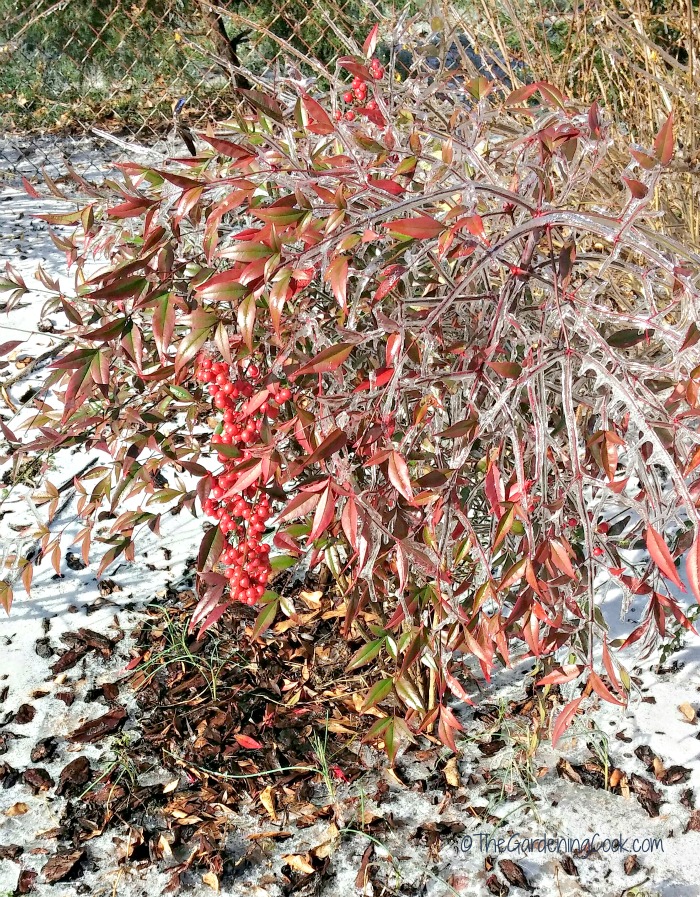Nandina, (Heavenly Bamboo) in the winter in North Carolina